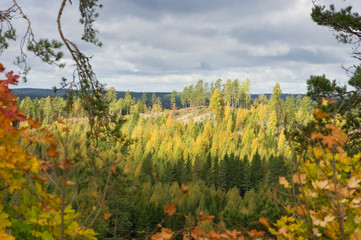 trees in the field