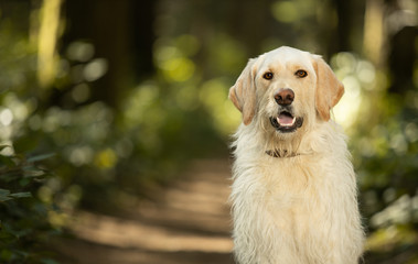 Cute labrador dog sitting in a natural park environment