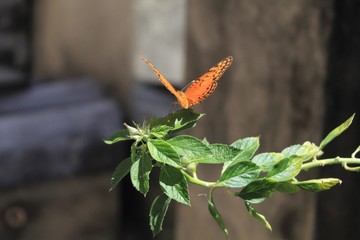 linda borboleta laranja no quintal da minha casa.