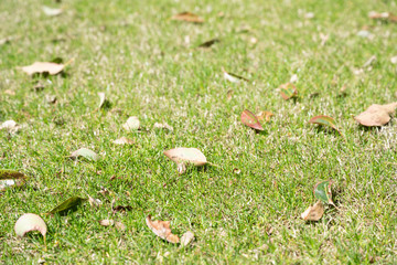 leaves in grass
