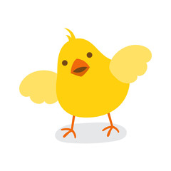 Little chick isolated on white background