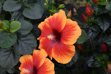 Hibiscus rosa sinensis 