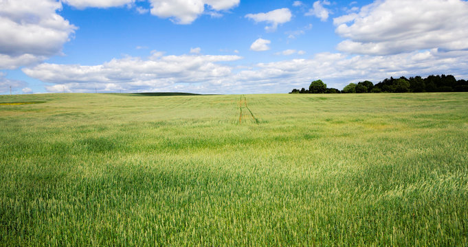 wheat green field