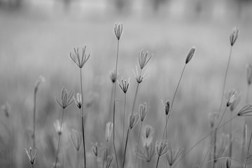 Fototapeta premium The abstract background of colorful flowers that grow naturally on the roadside or rice fields, are beautiful along the lines, seen at viewpoints or various tourist attractions.
