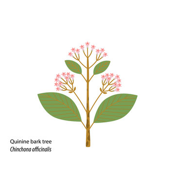 Vector icon, illustration of quinine bark tree in modern geometrical style.