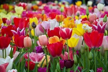 field of tulips Nederland 