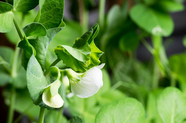 pea