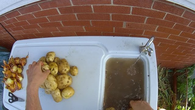 Home gardening - First person perspective of vegetables like potatoes from own grown back yard garden being hand washed in patio sink under tap water.