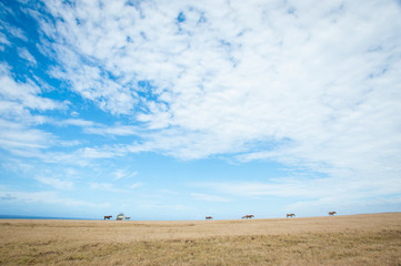 Fototapeta na wymiar Horde of Horses in the field, blue sky