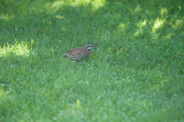 Norhtern Bobwhite