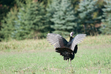 Wild Turkey