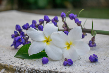 flor-blanca-amarilla-hermosa