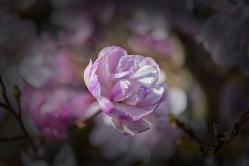 Magnolia stellata rosea