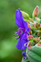 Tibouchina urvilleana