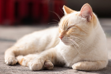 Gato Blanco Stock Photos And Royalty Free Images Vectors And Illustrations Adobe Stock