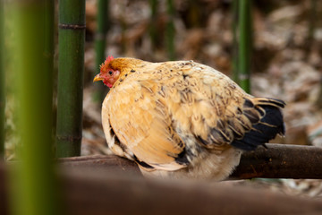 A flock of chickens on the farm