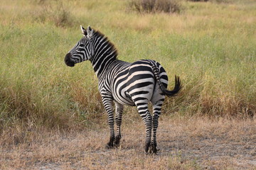 Fototapeta na wymiar Zebra in Tarangire National Park, Tanzania