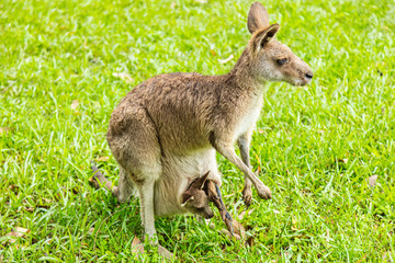 Naklejka na ściany i meble Kangaroo mother with small Joey in her pouch. Close up to kangaroo mom at the Australian Zoo.Little Joey looks out of the pouch. Kangaroo on a green gras field.