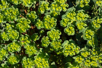 Euphorbia helioscopia (sun spurge) bloom. Natural floral background. Plant used in pharmaceutical industry.