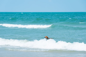 A dog bathes in the sea on a Sunny day