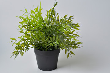 Green Plant for Interior Decoration