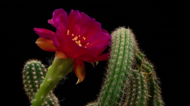 Purple Colorful Flower Timelapse of Blooming Cactus Opening / 4k fast motion time lapse of a blooming cactus flower.