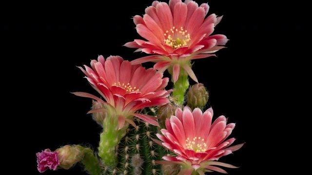 Red Colorful Flower Timelapse of Blooming Cactus Opening / 4k fast motion time lapse of a blooming cactus flower.