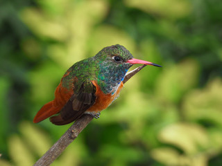 Views of the Amazilia hummingbird on a branch