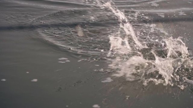 Fisherman caught a predatory fish on a spinner in slow motion