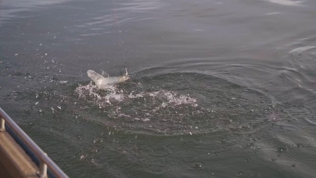 Fisherman caught a asp on a metal spoon in slow motion