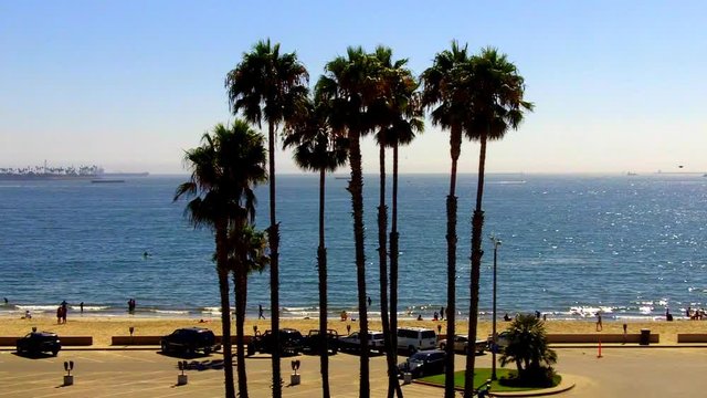 Palm Trees Beach And Ocean- Long Beach California