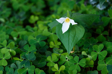 Trillium in full bloom in a field of oxalis shamrocks in the forest