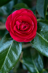 Dark red camellia blooming on a bush with dark green leaves
