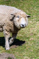 Shaggy white sheep with a mouth full of grass walking in a pasture