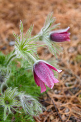 Obraz premium Delicate purple pasque flowers blooming after a spring rain