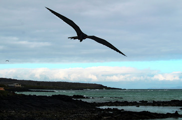 Santa Cruz 1