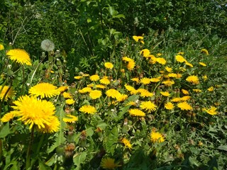 Yellow Dandelion blowball Irish daisy