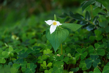 Trillium in full bloom in a sun beam, in a field of oxalis shamrocks in the forest