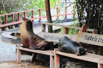 Fototapeta premium sealions Isabela