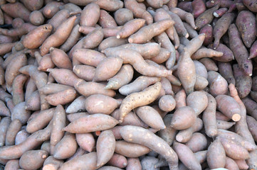 Sweet potatoes piled for sale. Also known as Ipomoea batatas as its scientific name. Always used by Asian people as ingredient in their cook and traditional cakes.