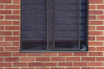 Cat looking at camera through window