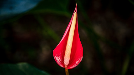 red rose on green background