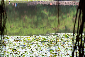 Reflections of the trees in the lake in the park