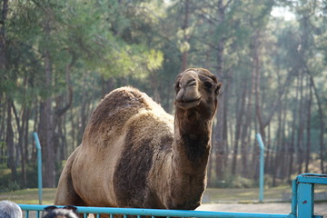 park with camel