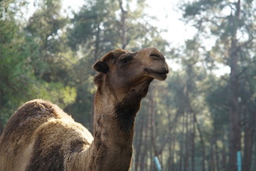 park with camel