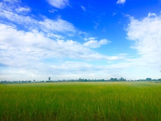 Fototapeta premium green field and blue sky