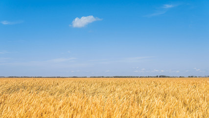 wheat field and blue sky