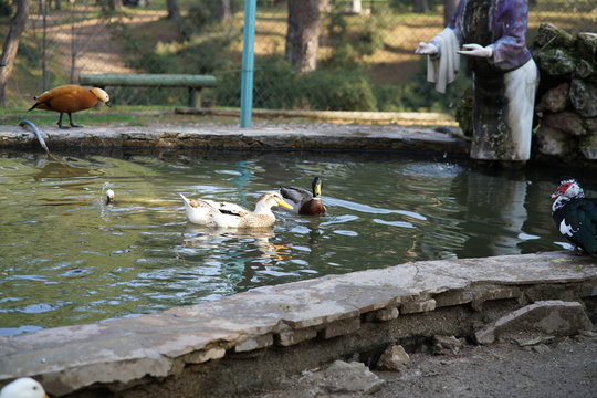 park with duck stock photo