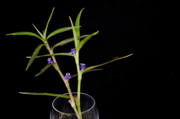Benghal dayflower flowers on trees in glass on black background