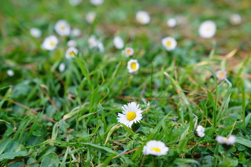 natural visual daisy stock photo